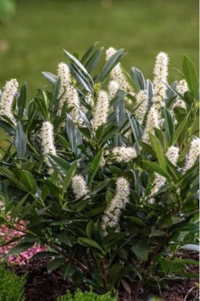 Лавровишня лікарська Отто Люкен